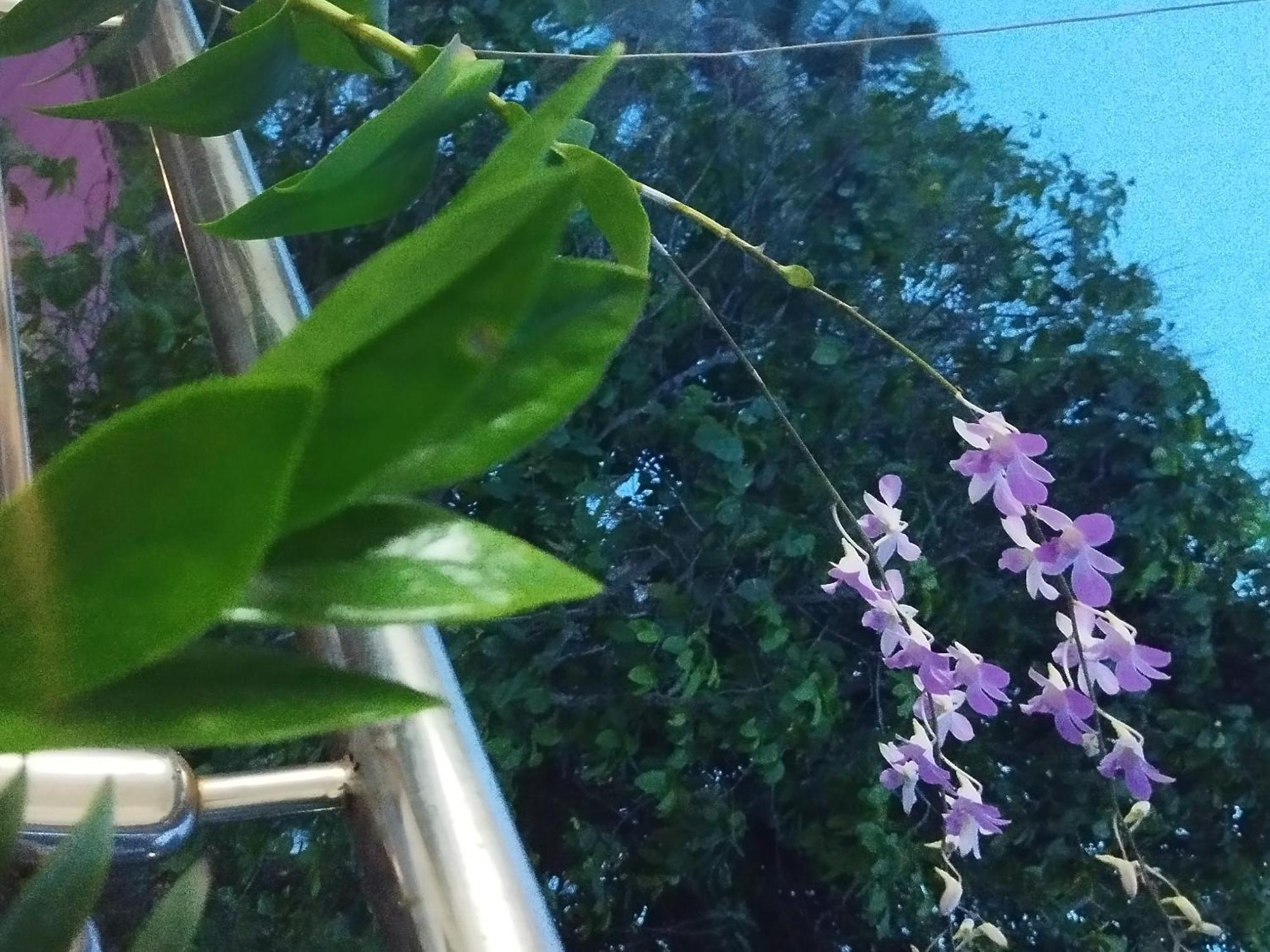 Marari Sibiya Beach Villa 马拉利库兰 外观 照片